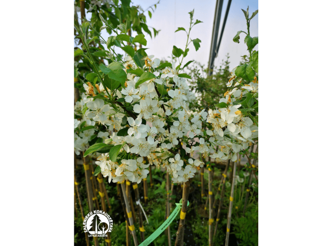 Malus sargentii   'Tina'